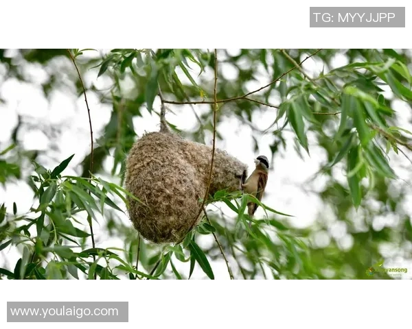 罗马尼亚国脚殉职德甲球场哀悼青春逝去令人唏嘘